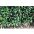 当年挂果李子苗 脆红李子苗出售 李子树的种植方法缩略图1