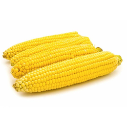 大量求购玉米和小麦_汉光现代农业(在线咨询)_银川求购玉米