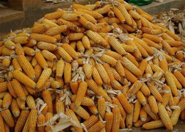 大量求购玉米-钦州求购玉米-汉光现代农业