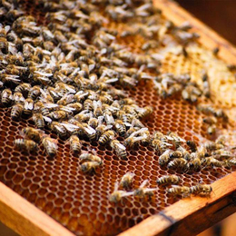 蜜蜂养殖|贵州蜂盛|四川蜜蜂养殖