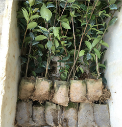 高产油茶苗圃基地 (图)-嫁接油茶树苗-常州油茶树苗