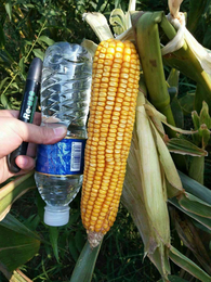 高产玉米新品种大棒玉米品种士海718缩略图