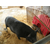 *种猪养殖、格六牧业(在线咨询)、*种猪缩略图1