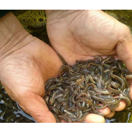 淮南泥鳅苗-泥鳅苗供应-乾发泥鳅繁育(推荐商家)