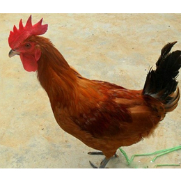 菜鸡销售|重庆菜鸡|永柴养殖纯人工(查看)