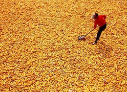 汉光现代农业(图)-长年求购玉米-甘肃求购玉米