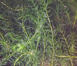 轮叶黑藻批发哪家好-众禾水生植物(在线咨询)-河北轮叶黑藻