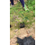福建省供应紫花翠芦莉高度20厘米 大型种植场地被小苗批发缩略图2