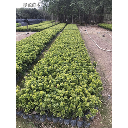 米兰盆栽高度25厘米 办公室盆景批发农家自销 优良地苗