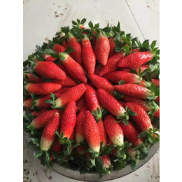 乾纳瑞农业(多图),红袖添香草莓苗基地,呼和浩特草莓苗