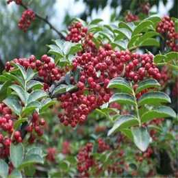 海南无刺花椒苗种植基地哪里有浪漫红颜葡萄苗