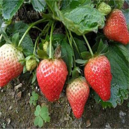 双湖园艺(图)|草莓苗批发基地|大庆草莓苗
