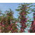 焦作刺槐|紫林种植货源充足|刺槐小苗价格缩略图1