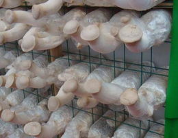 梧州杏鲍菇网架-食用菌培养架-菌类出菇架-直接厂家-支持定做