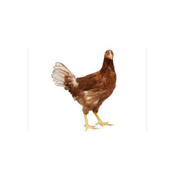 海兰褐公鸡,海兰褐,华兴种禽厂家*