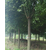 德州香樟树价格-香樟树基地-16公分香樟树价格缩略图1