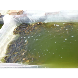 泥鳅苗-濮阳有良水产养殖-泥鳅苗多少一斤