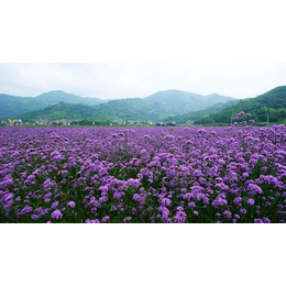 恒大花卉(图),花海