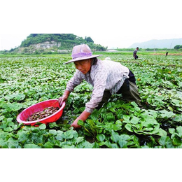 菱角苗批发|绿荷水生(在线咨询)|菱角苗