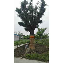 上栗县银杏树|十万亩银杏(在线咨询)|银杏树