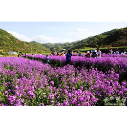 蓝香芥报价_蓝香芥_芳青花卉苗(查看)