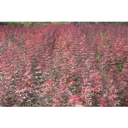 百色3公分红枫-亿发园林中心-3公分红枫出售