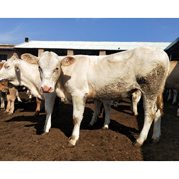 300斤夏洛莱牛多少钱一头、河北夏洛莱牛、富贵肉牛养殖