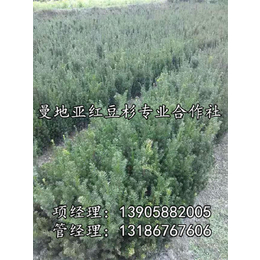 南方红豆杉树、青田红豆杉(在线咨询)、红豆杉