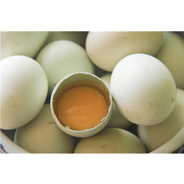 散养绿壳鸡蛋+餐厅绿壳蛋多少钱+耘竹农场缩略图