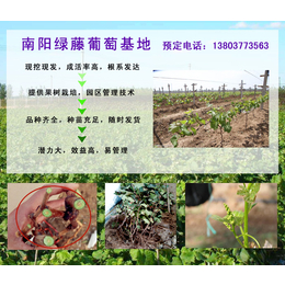 葡萄苗|绿藤葡萄苗品种齐全|郑州葡萄苗