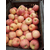 山东苹果产地冷库处理纸袋条纹红富士苹果大处理缩略图3