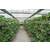 甘肃草莓立体种植槽 无土栽培架 超长使用寿命缩略图4