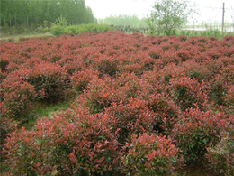 8公分红叶石楠供应商-大地苗圃品种多样-红叶石楠