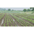 农业喷灌系统设备性能、武汉农业喷灌系统、欣农科技缩略图1