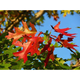 供应北美红栎 生长速度快 生态价值高