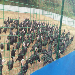 厂家供应 园林荷兰网 工地铁路护栏网 养殖防护网 果园铁丝网