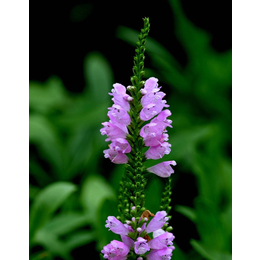 宿根草花批发草花公司,山合水草花培育基地,阳江草花