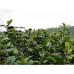 实生油茶苗,油茶苗,【新胜油茶】