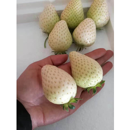 乾纳瑞农业(多图),四季草莓苗价格,台州草莓苗