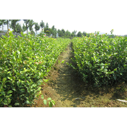 油茶树苗多少钱一棵|无锡油茶树苗|油茶苗圃基地油茶树
