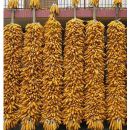 大量求购玉米和小麦-求购玉米-枣阳市汉光现代农业(查看)