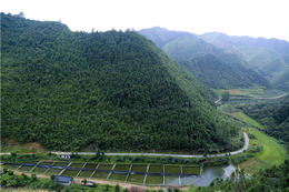 酒店清水鱼批发-水鱼-开化清水鱼健康美味(查看)