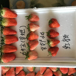 广东草莓苗,乾纳瑞农业,红颜草莓苗种植
