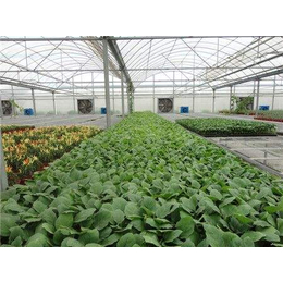 花卉温室大棚-覆盖材料-基础设施-验收标准-河北安平