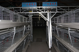 养殖鸭笼供应-养殖鸭笼-方圆鸭笼
