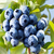 蓝莓苗,双湖园艺,奥尼尔蓝莓苗缩略图1