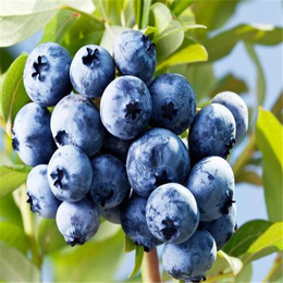 蓝莓苗,双湖园艺,奥尼尔蓝莓苗
