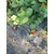 达塞草莓苗批发价、贵州草莓苗、乾纳瑞农业缩略图1