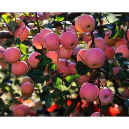 红富士苹果-河北美邦-2019红富士苹果价格