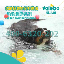 云南省昆明市宠物用品店新型宠物游泳池设备真好用缩略图